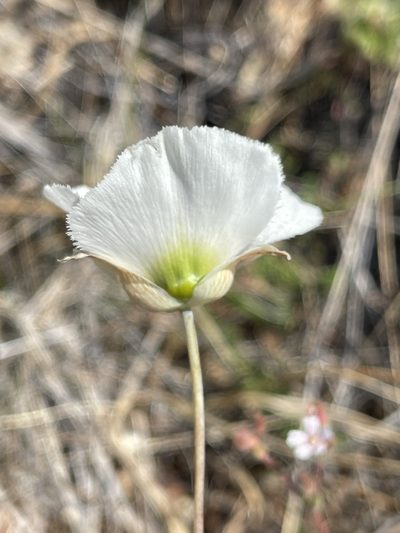 Calochortus howellii, photographed by Dee Shea Himes