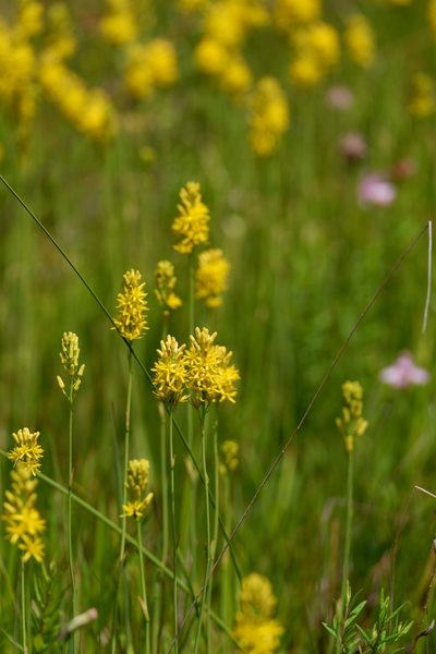 Narthecium americanum, photographed by Bonnie Semmling