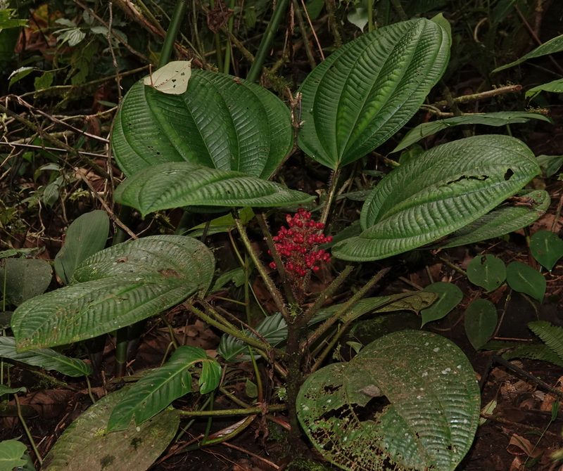 Miconia platyphylla, photographed by desertnaturalist
