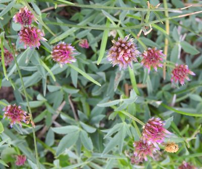 Trifolium longipes, photographed by saltyhiker