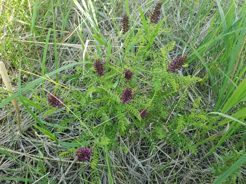 Amorpha nana, photographed by Chris Friesen