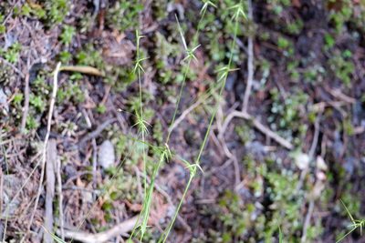 Carex collinsii, photographed by Bonnie Semmling