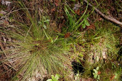 Carex collinsii, photographed by Bonnie Semmling