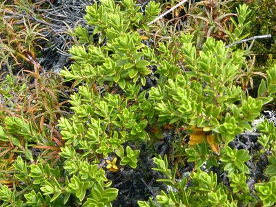 Pimelea buxifolia, photographed by Peter de Lange