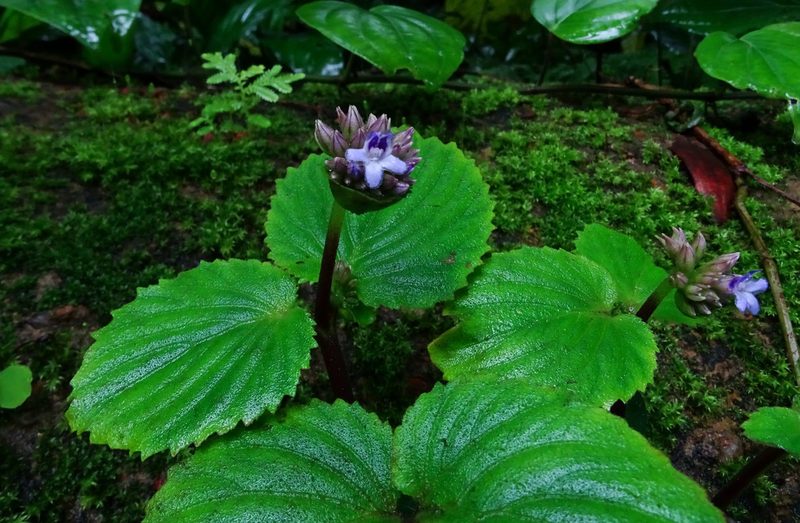 Epithema carnosum, photographed by Ajit Ampalakkad