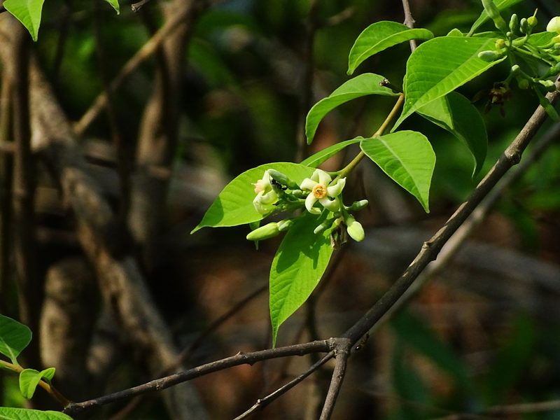Wrightia arborea, photographed by Ajit Ampalakkad