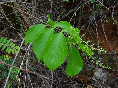 Celastrus paniculatus, photographed by Ajit Ampalakkad