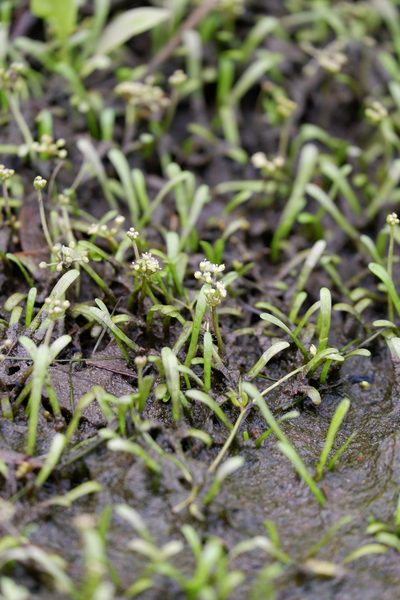 Lilaeopsis chinensis, photographed by Bonnie Semmling