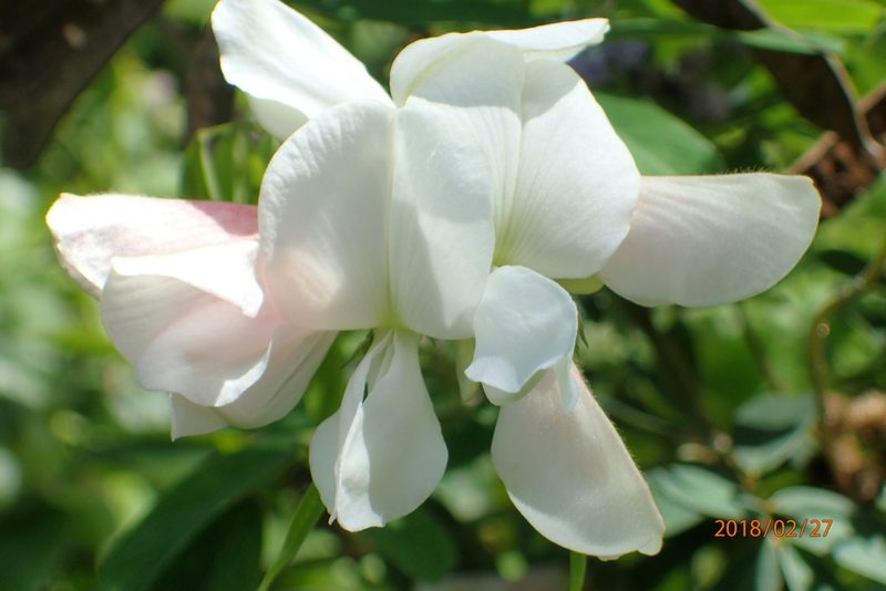 Tephrosia inandensis, photographed by Peter Warren