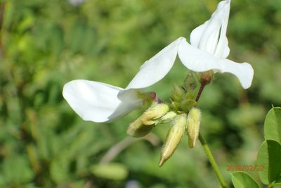 Tephrosia inandensis, photographed by Peter Warren