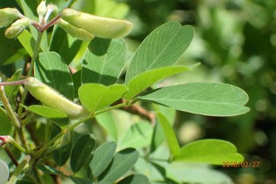 Tephrosia inandensis, photographed by Peter Warren