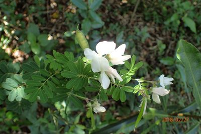 Tephrosia inandensis, photographed by Peter Warren