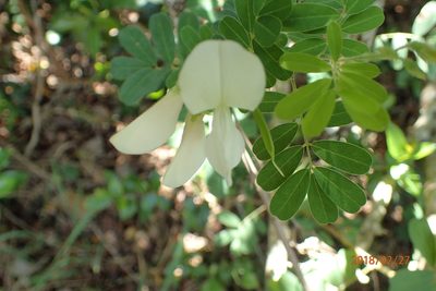 Tephrosia inandensis, photographed by Peter Warren