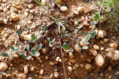 Euphorbia ipecacuanhae, photographed by Bonnie Semmling