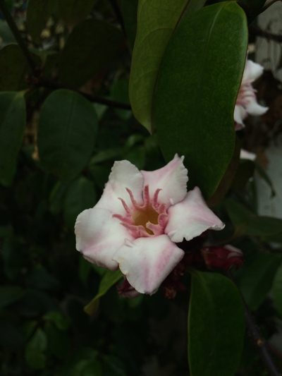 Strophanthus gratus, photographed by Greg III Espera