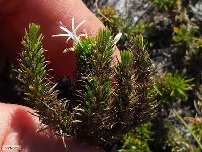 Merciera leptoloba, photographed by Chris Vynbos