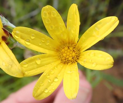 Osteospermum asperulum, photographed by Nicola van Berkel