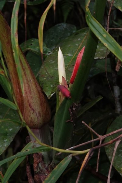Philodendron sparreorum, photographed by desertnaturalist