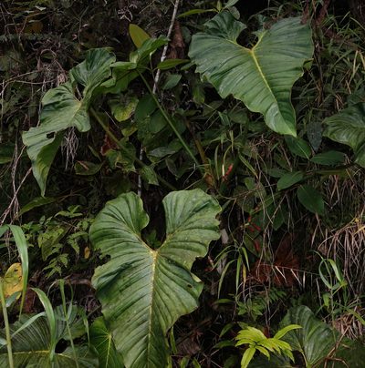 Philodendron sparreorum, photographed by desertnaturalist