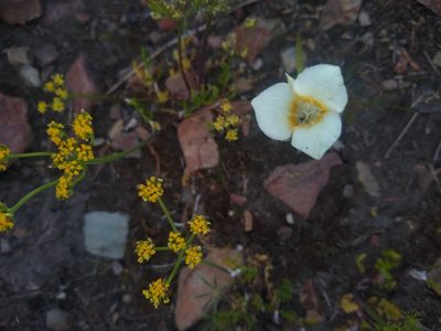 Calochortus apiculatus, photographed by Sean Haight
