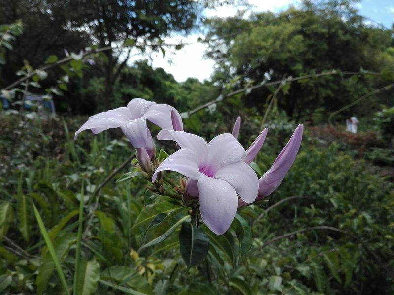 Cryptostegia madagascariensis, photographed by Marc Fradera-Soler