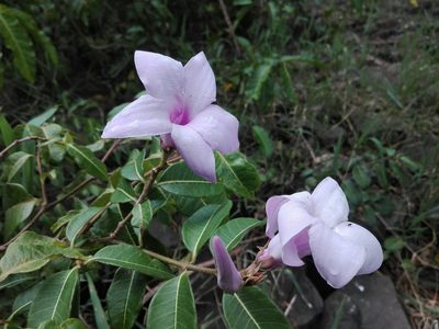 Cryptostegia madagascariensis, photographed by Marc Fradera-Soler