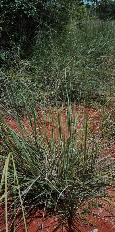 Setaria madecassa, photographed by Marc Fradera-Soler