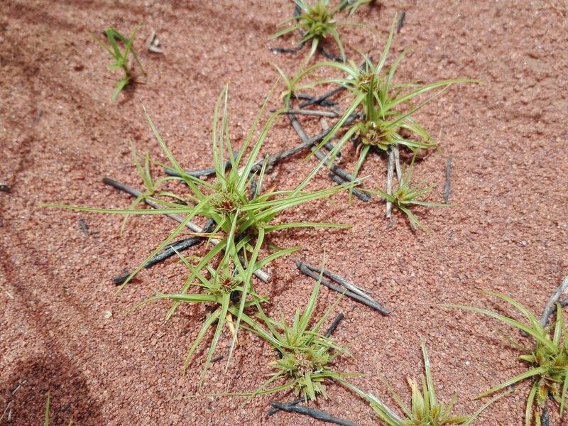 Cyperus psammophilus, photographed by Marc Fradera-Soler