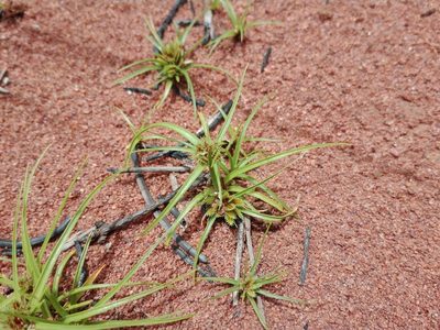 Cyperus psammophilus, photographed by Marc Fradera-Soler