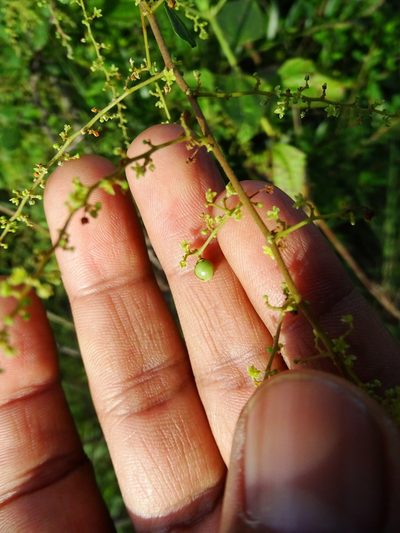 Searsia mysorensis, photographed by Ajit Ampalakkad