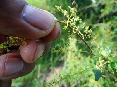 Searsia mysorensis, photographed by Ajit Ampalakkad
