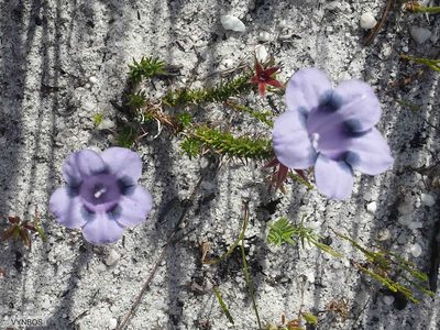 Roella maculata, photographed by Chris Vynbos