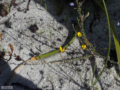 Aspalathus intervallaris, photographed by Chris Vynbos