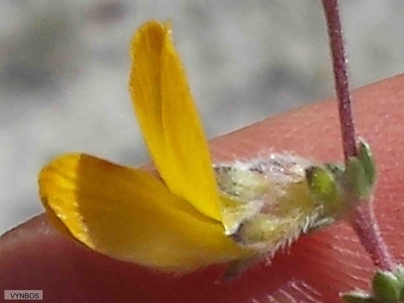 Aspalathus intervallaris, photographed by Chris Vynbos