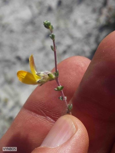Aspalathus intervallaris, photographed by Chris Vynbos