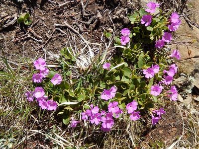 Primula apennina, photographed by Luca Fornasari