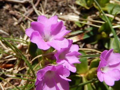 Primula apennina, photographed by Luca Fornasari