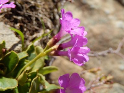 Primula apennina, photographed by Luca Fornasari