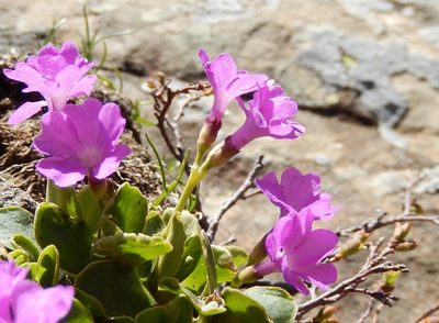 Primula apennina, photographed by Luca Fornasari