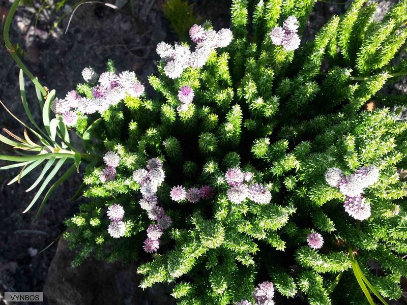 Lachnospermum umbellatum, photographed by Chris Vynbos
