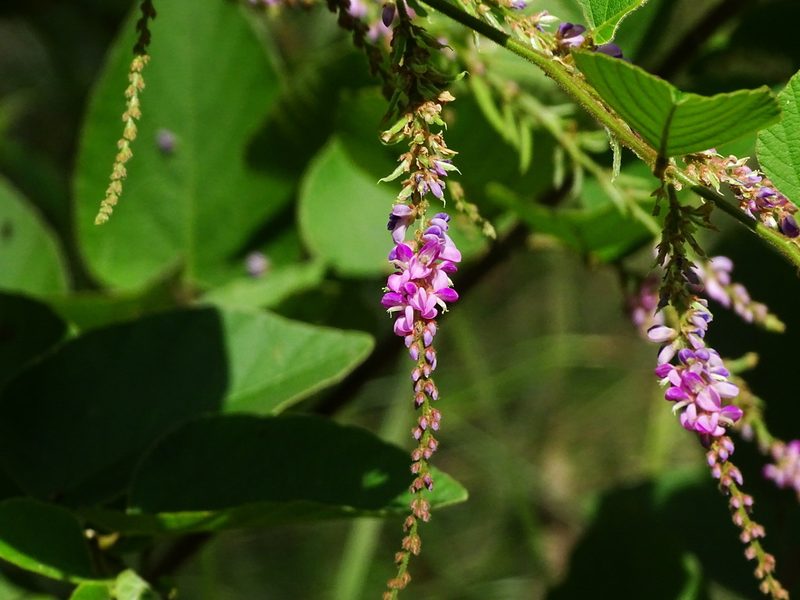 Polhillides velutina, photographed by Ajit Ampalakkad