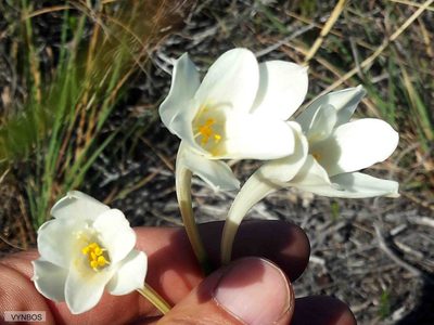 Cyrtanthus leucanthus, photographed by Chris Vynbos