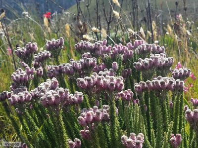 Lachnospermum umbellatum, photographed by Chris Vynbos