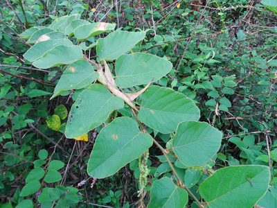 Polhillides velutina, photographed by Ajit Ampalakkad