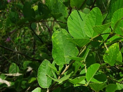 Polhillides velutina, photographed by Ajit Ampalakkad