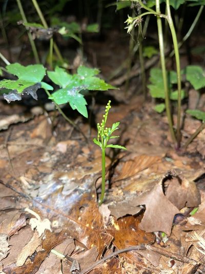 Botrychium angustisegmentum, photographed by Brandon Corder