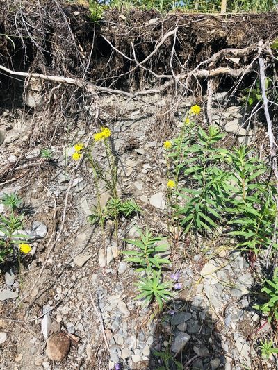 Erysimum coarctatum, photographed by Allison Gray