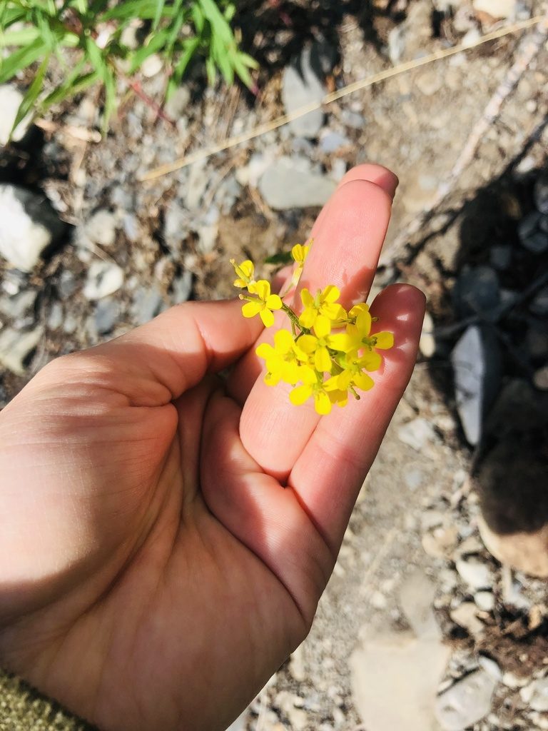 Erysimum coarctatum, photographed by Allison Gray