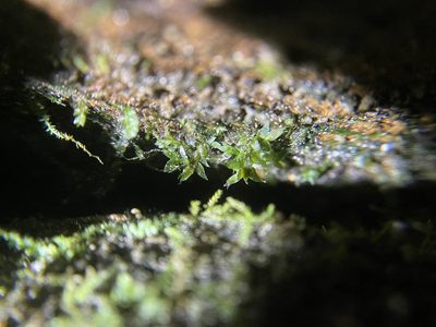 Hookeria acutifolia, photographed by Brandon Corder
