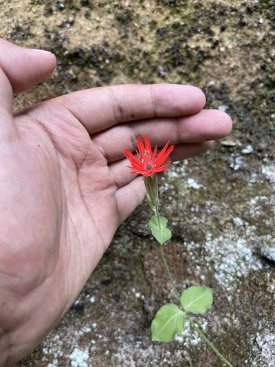 Silene rotundifolia, photographed by Brandon Corder